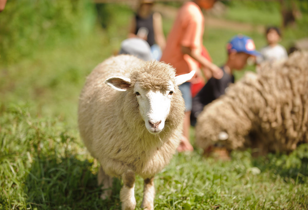도치돌알파카목장