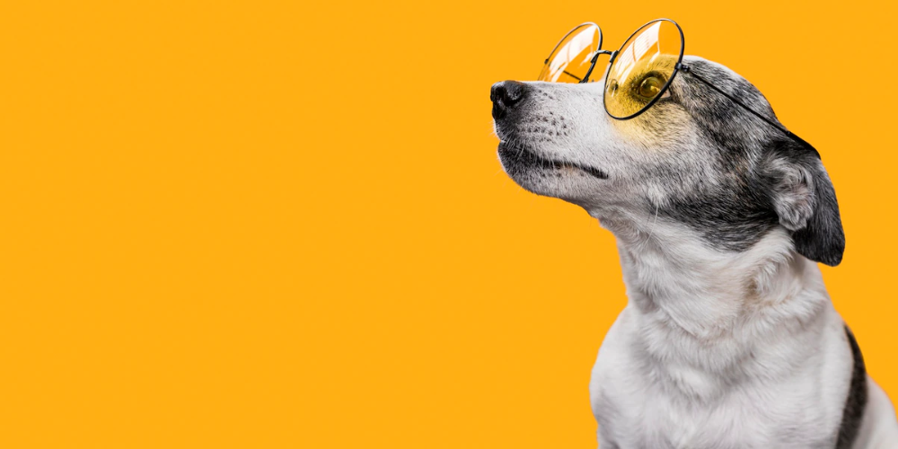 한국애견협회 및 애견산업 미래(+ 펫코노미)