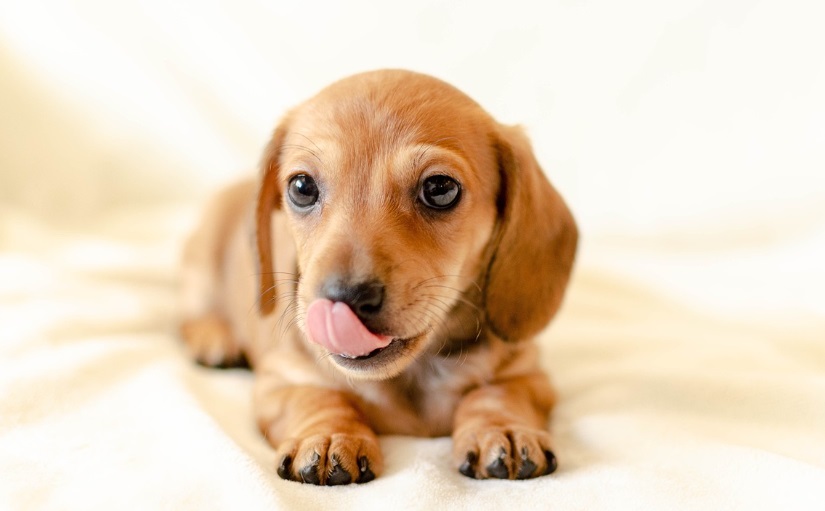 반려견 관련 사진