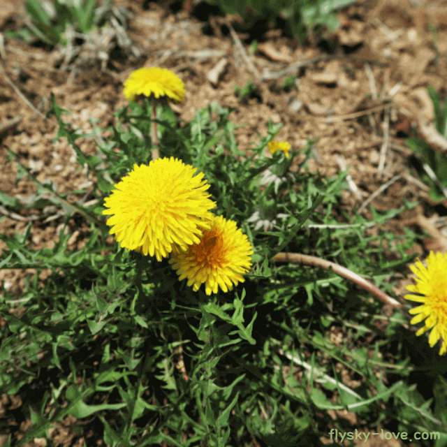 민들레 고르는 법