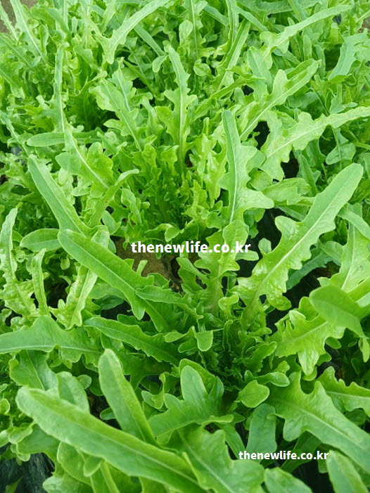 갱년기 여성과 노년층의 뼈 밀도를 높여 골다공증을 막아주는 상추