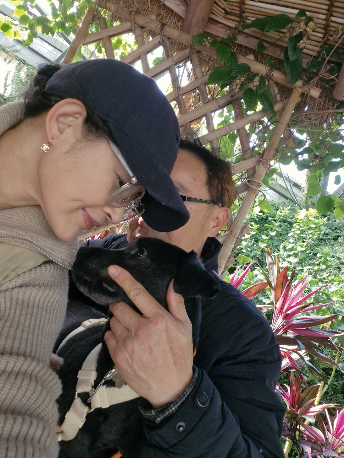 강아지 심장사상충&amp;#44; 단계별 증상 및 예방약&middot;치료약 비용 정리