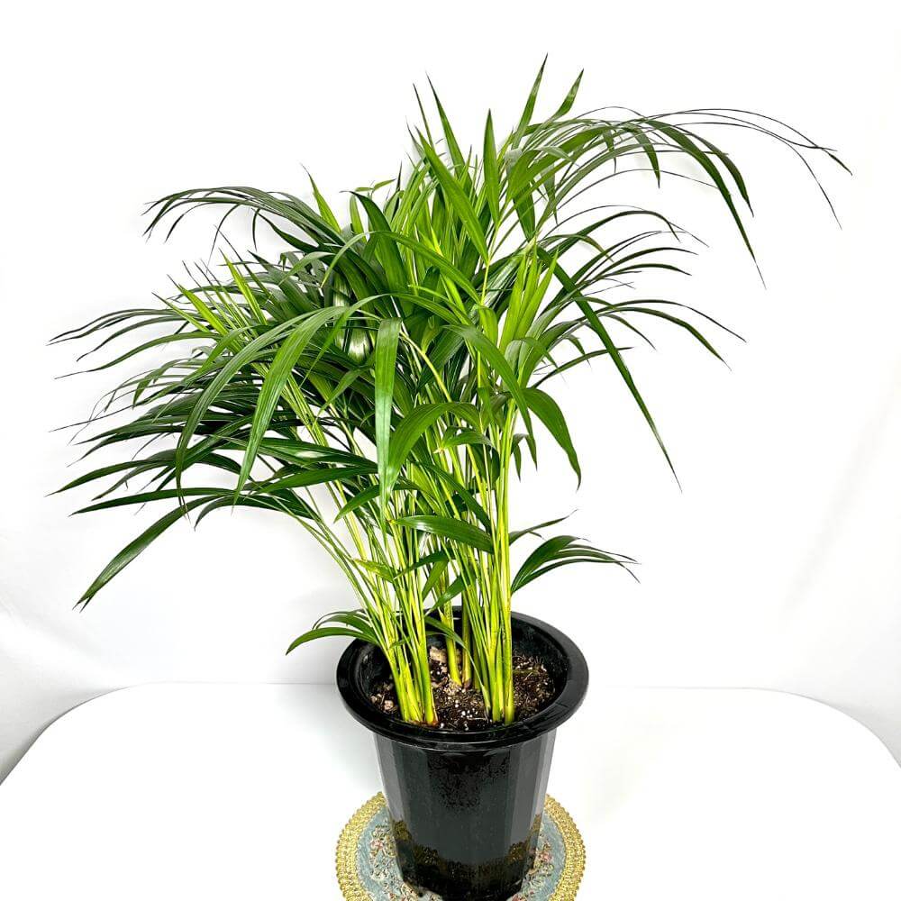 나사(NASA)선정 공기정화식물