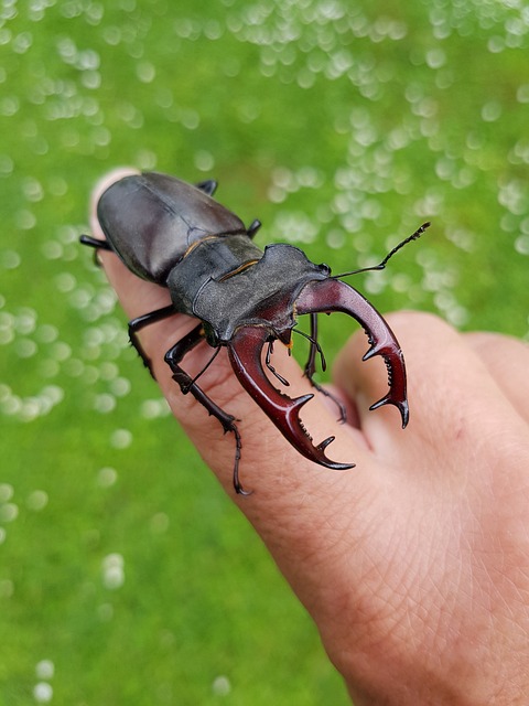 작다고 무시하지 말자 사슴벌레 이미지