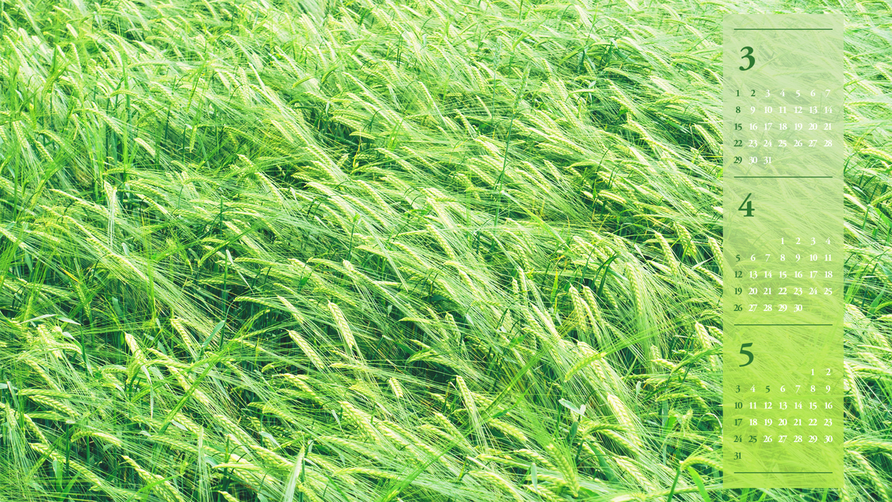 10 바람에 흔들리는 청보리 B - 2026년4월 달력배경화면