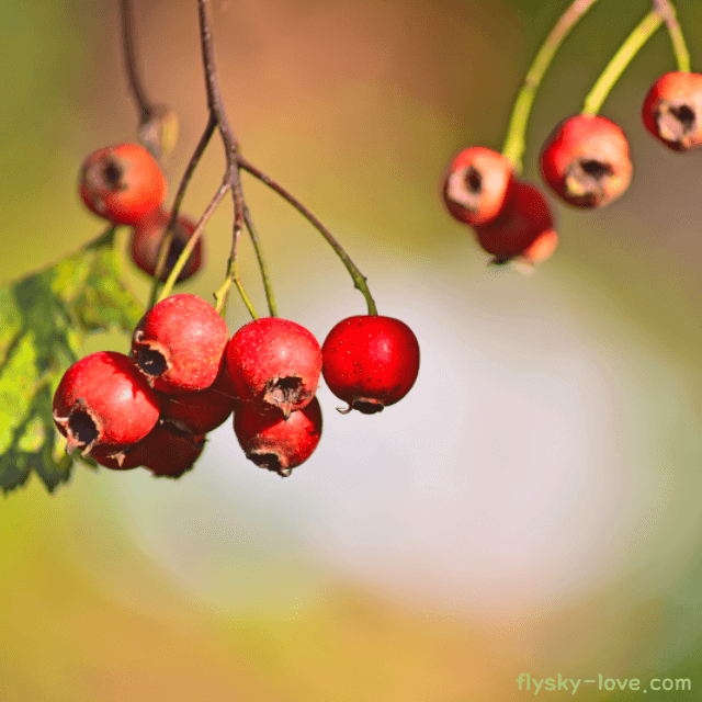 산사나무 열매 고르는 법