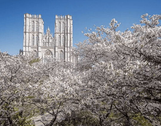 경희대-벚꽃-사진