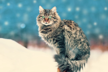 사이베리안 사람들.