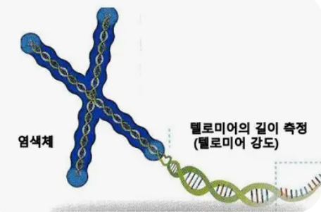 텔로미어