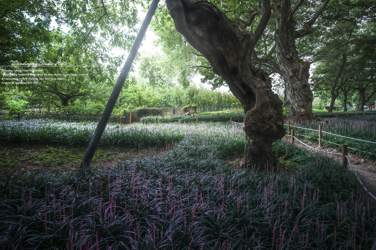 #영천 #숲 #맥문동 #오리장림