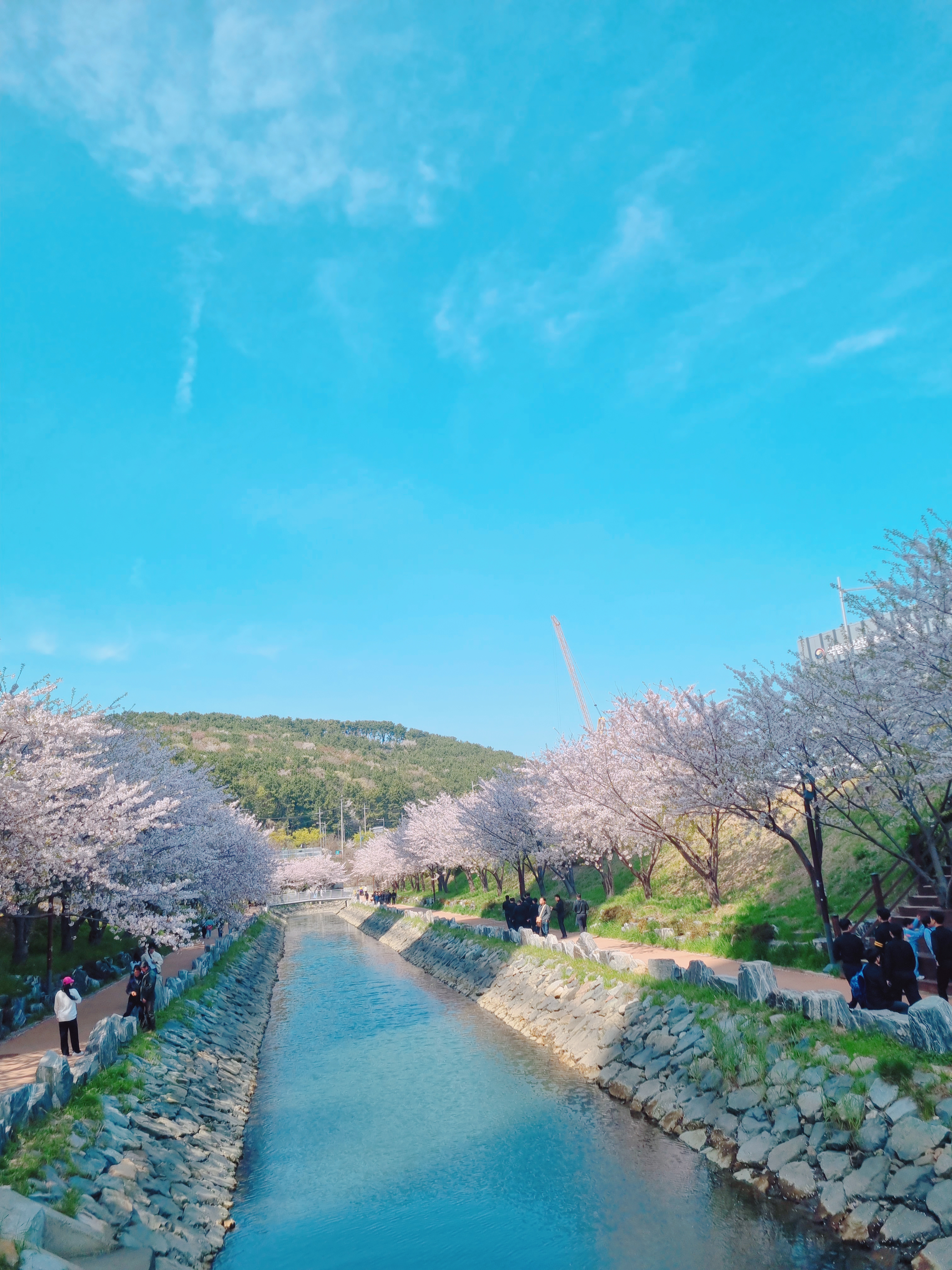 영도 동삼해수천 벚꽃길