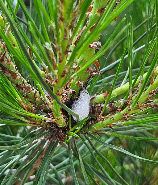 솔거품벌레 거품1