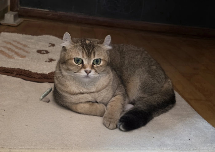 반려동물 혈액검사 수치 쉽게 이해하기