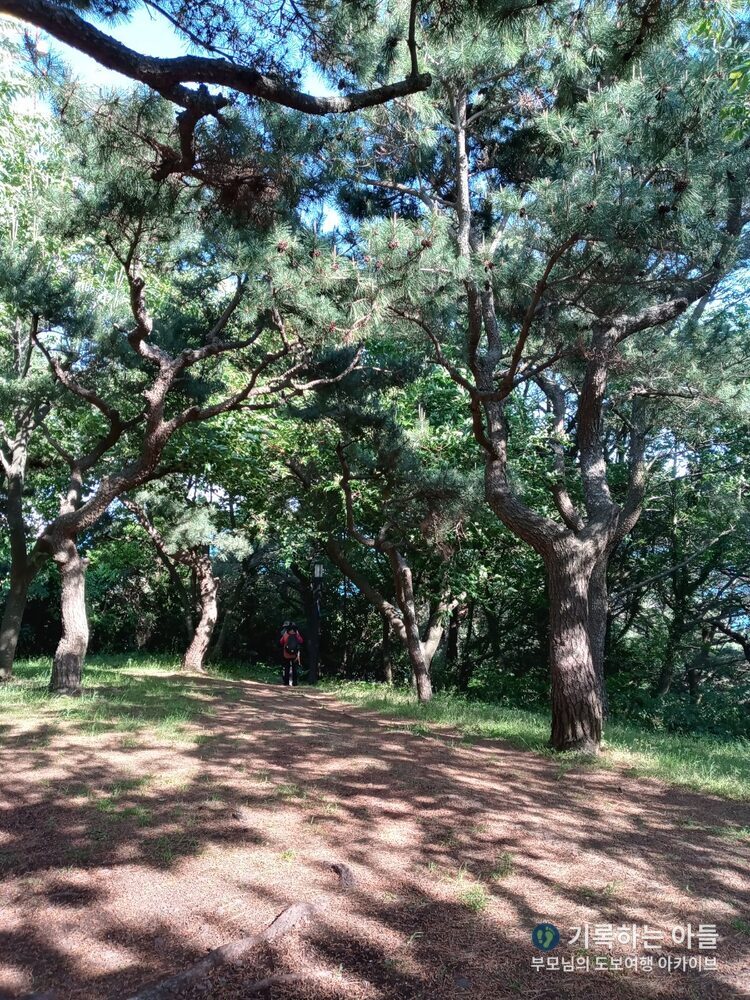 삼매봉 정상 소나무숲길