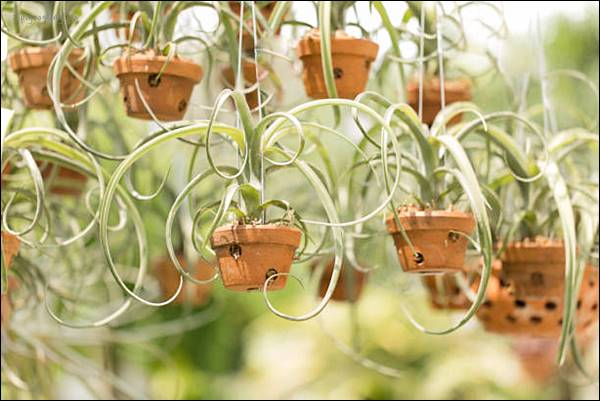 천장에-매달려있는-화분