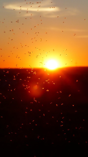 &amp;#39;뎅기열&amp;#39; 증상 및 진단 방법&amp;#44; 중증 위험도 치료와 예방&amp;#44; 위험 국가