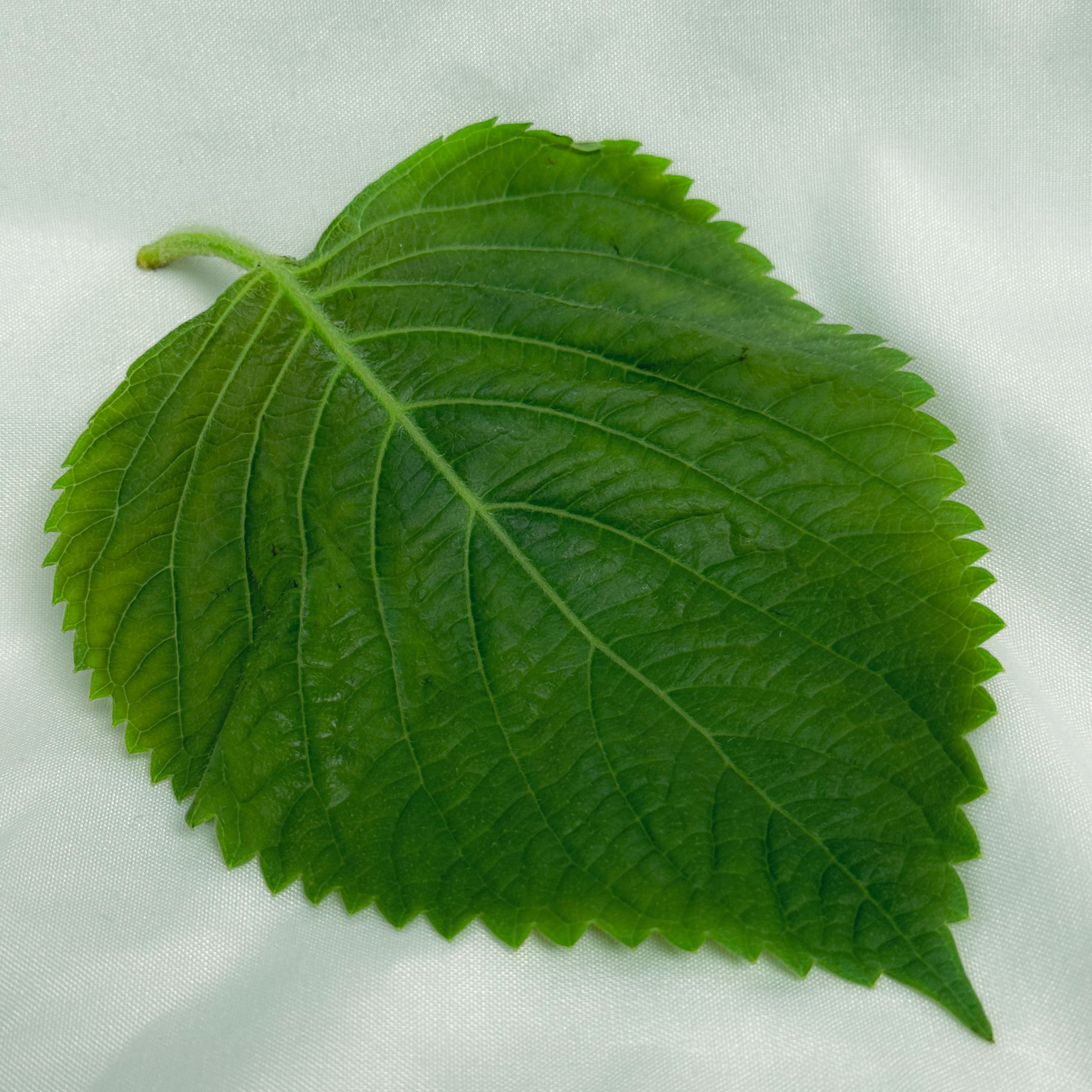깻잎 사진