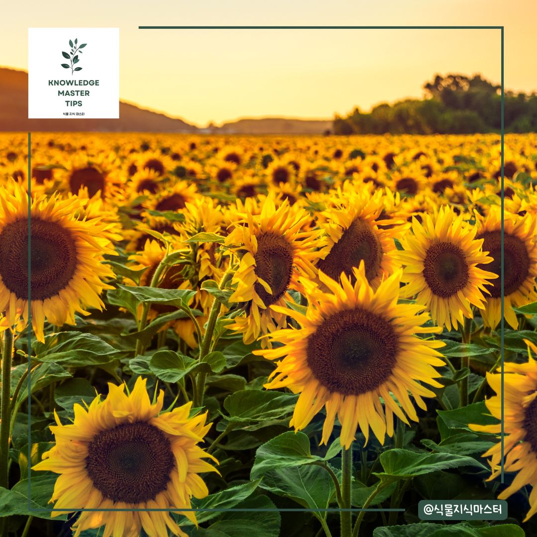 해바라기 꽃말