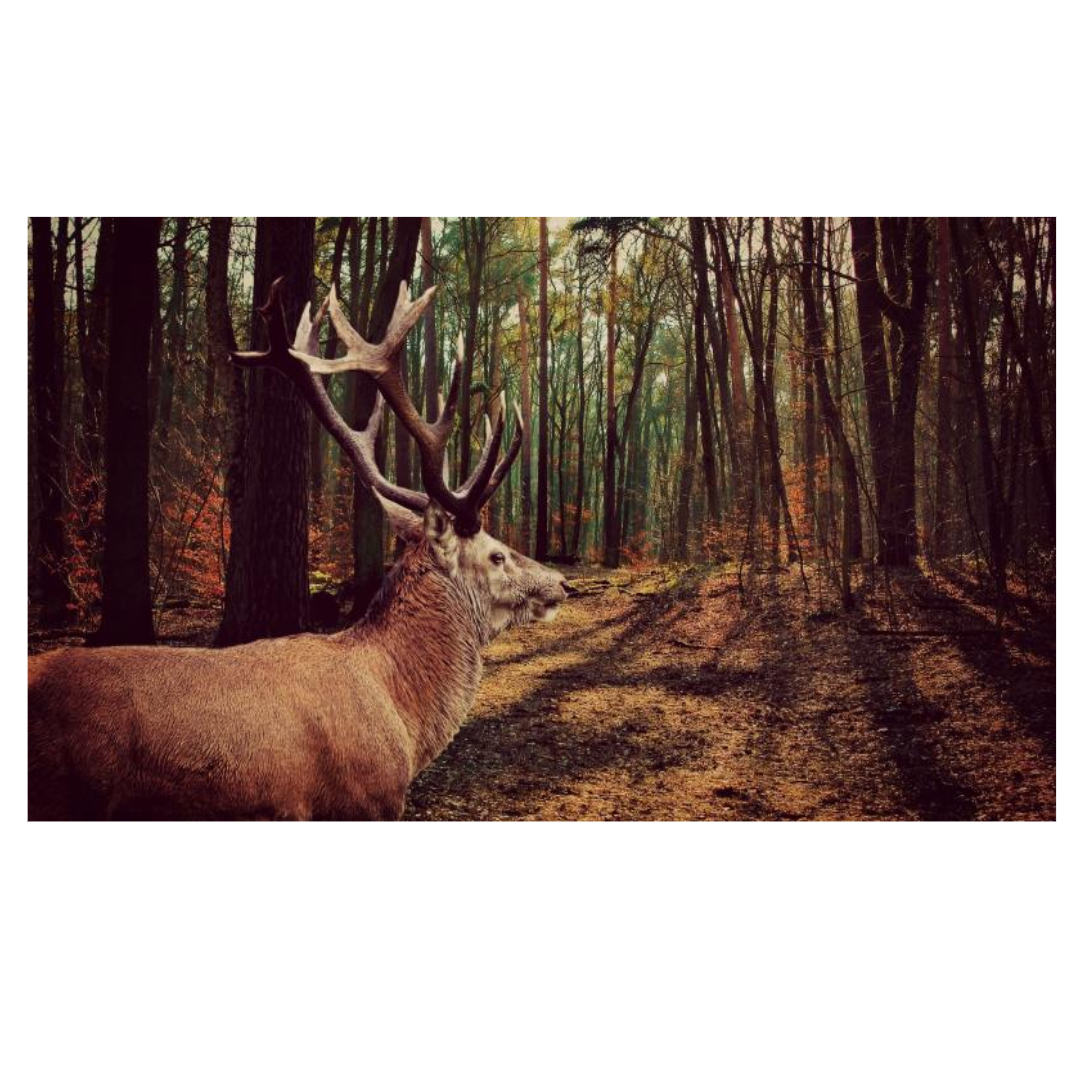 녹용과 관련된 사진입니다.