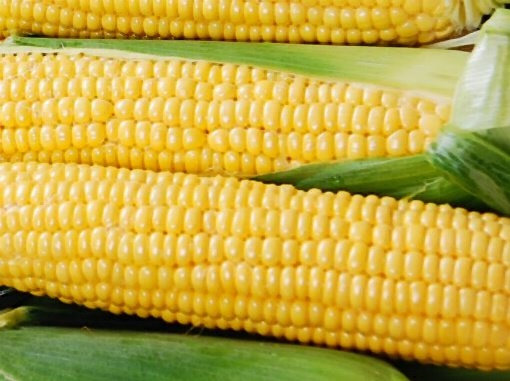 초당옥수수 칼로리