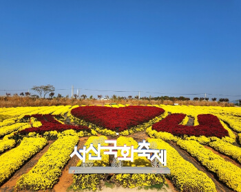 서산 국화축제
