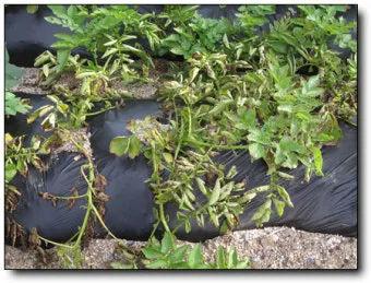 감자 수확시기 심는시기 효능 6월제철음식_5