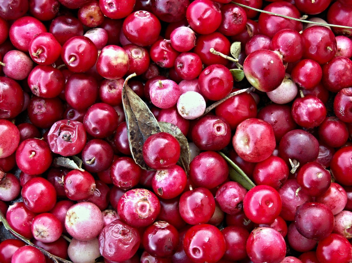 크랜베리_이야기