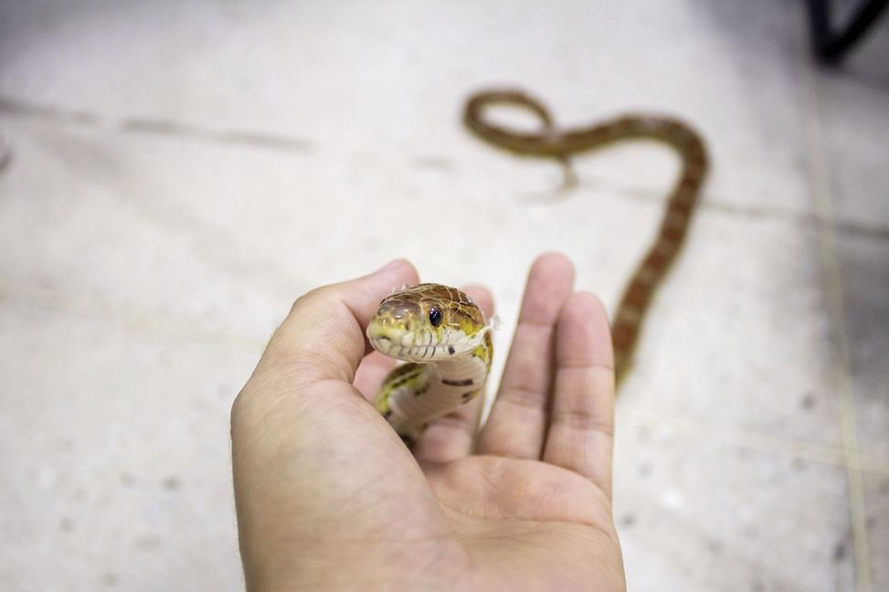 뱀 꿈 해몽 총정리｜재물운&middot;변화&middot;인연의 신호?