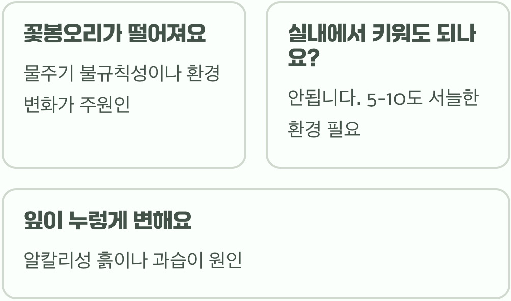초보자도 성공하는 동백꽃 키우기, 물주기부터 가지치기까지 A to Z