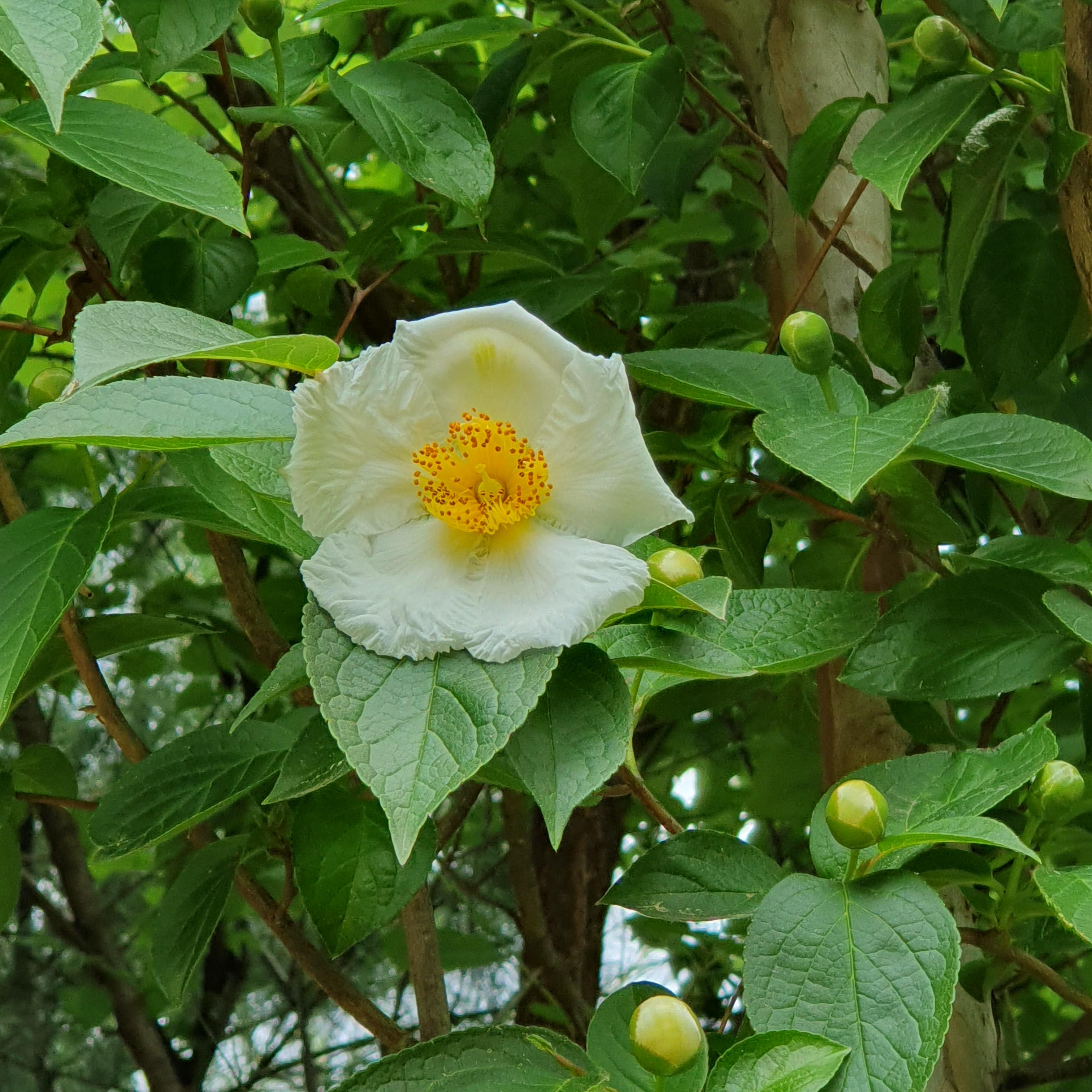 수원시의 맨발 걷기하며 데이트하기