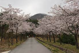 전라도 모악산 벚꽃 명소 베스트 5 벚꽃시기 만개시기 드라이브 코스