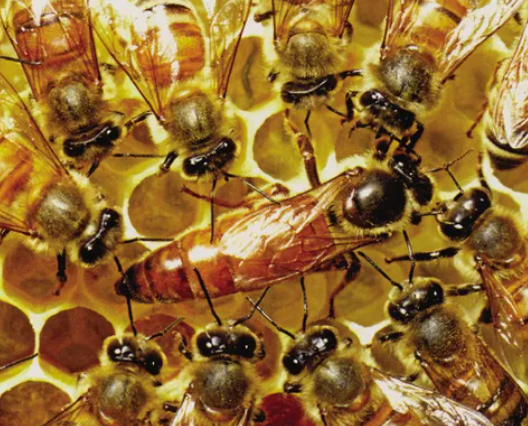 프로폴리스 복용법