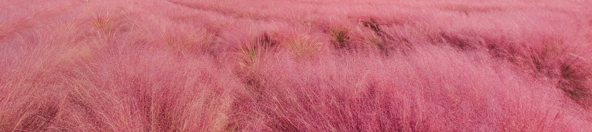 가을 핑크뮬리축제