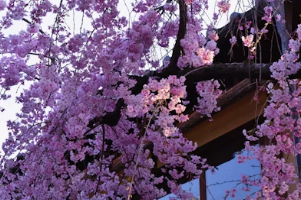 봄 향기 가득한 달래 손질 꿀팁: 알뿌리 까만 딱지 제거부터 식초물 세척 비법까지