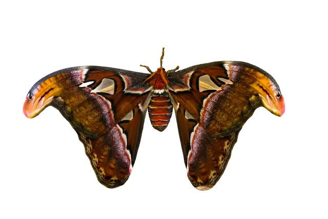 성간 천체 아틀라스 혜성 3I ATLAS 정보 정리_8