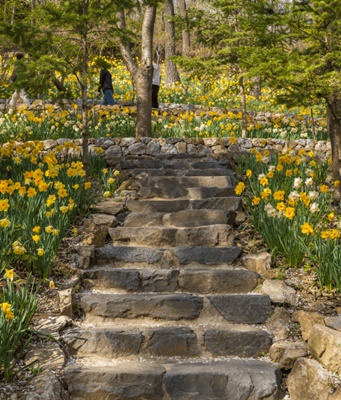 화담숲 벚꽃 모노레일