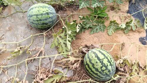 수박-물주기-수확시기-수확