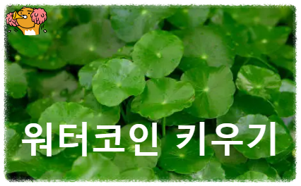 워터코인 (dollarweed)키우기