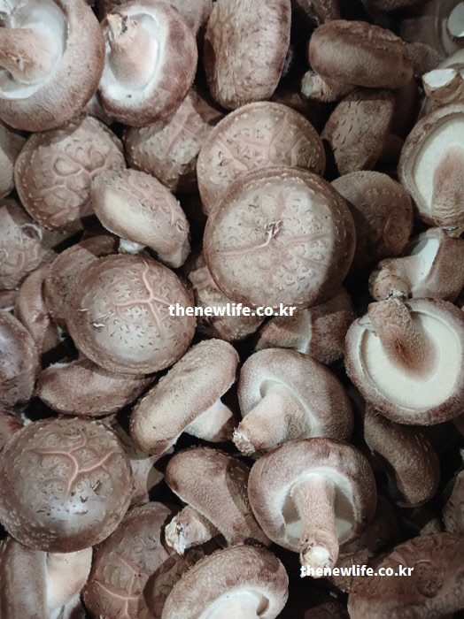 환절기 감기 예방 및 기초 면역 다지는 표고버섯 효능