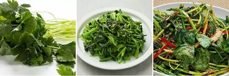 참나물-참나물무침-참나물김치-가로사진