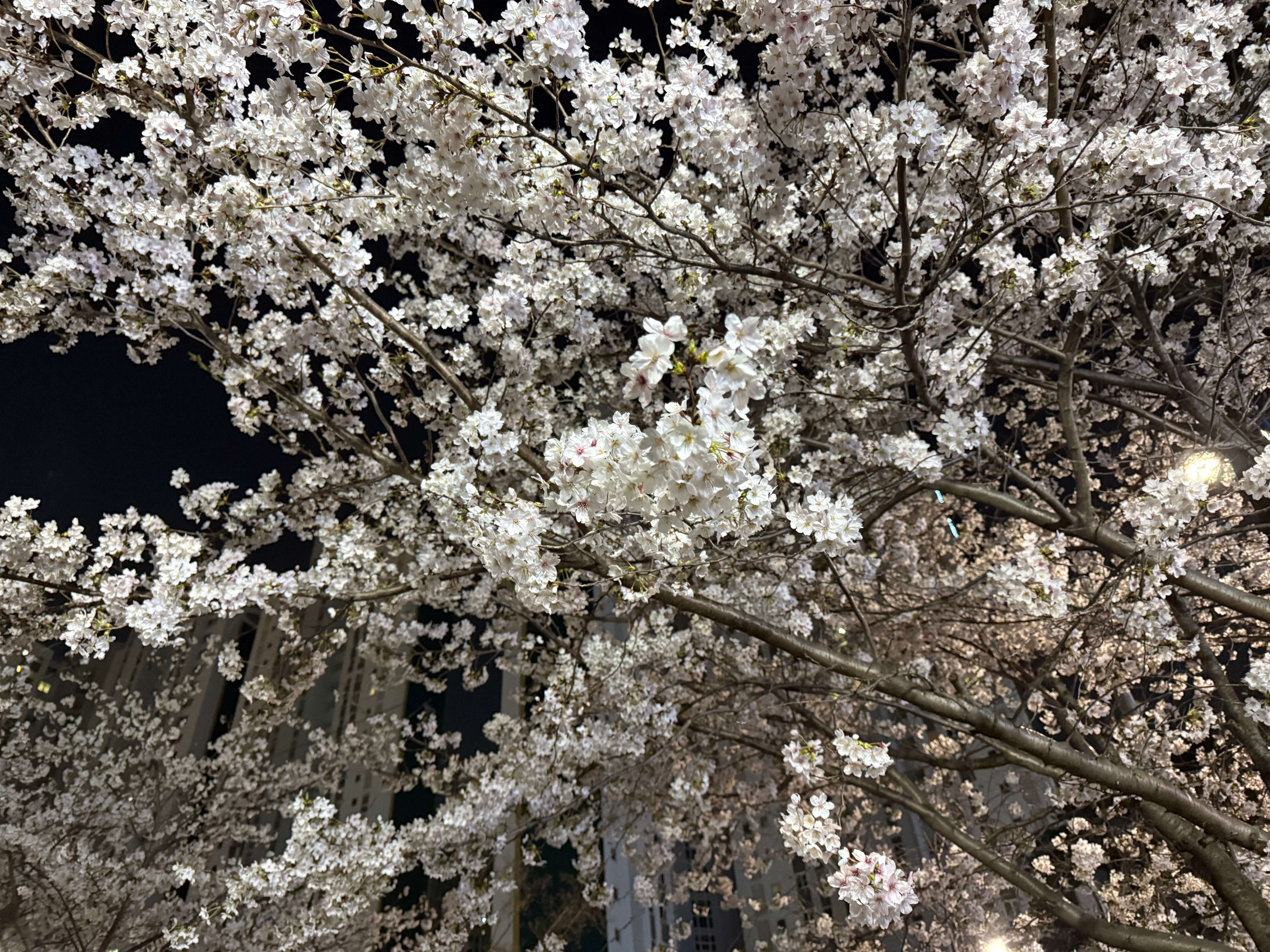 벚꽃 피는 시기