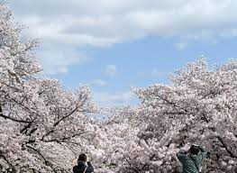 울주작천정 벚꽃축제 기본일정과 프로그램 소개