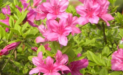 군포 철쭉축제 초대가수 및 일정 총정리