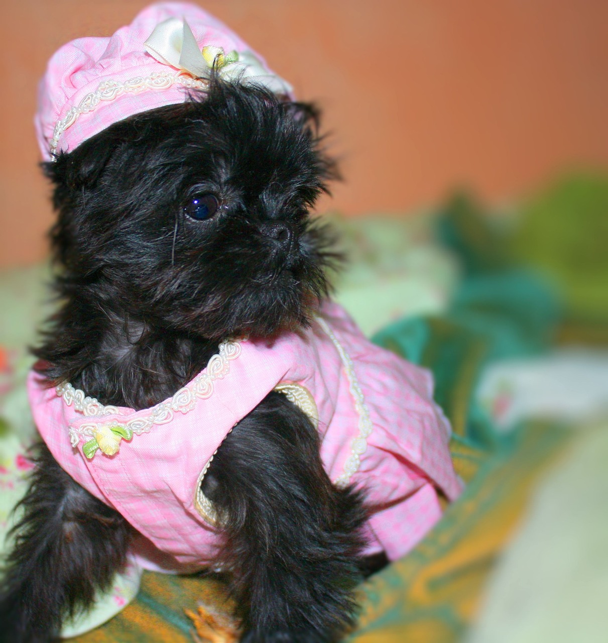 브뤼셀 그리폰(Brussels Griffon)2