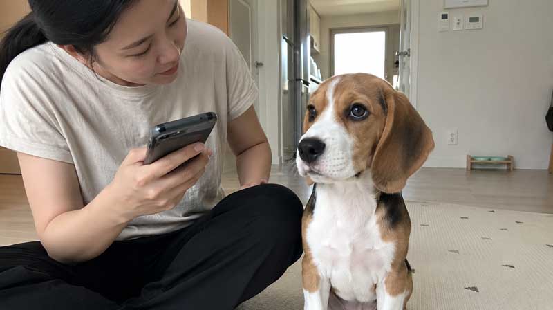 눈 안쪽에 둥근 분홍색 조직이 보이는 체리아이 의심 강아지