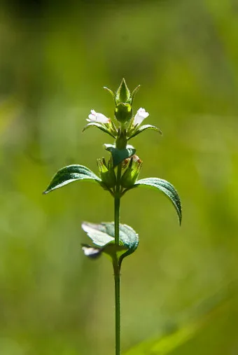 약용식물 가는잎산들깨 석향유 여름철 한방재 건강 효과_8