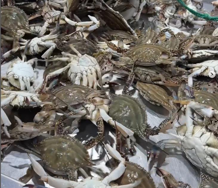 살아있는 싱싱한 극한직업 꽃게