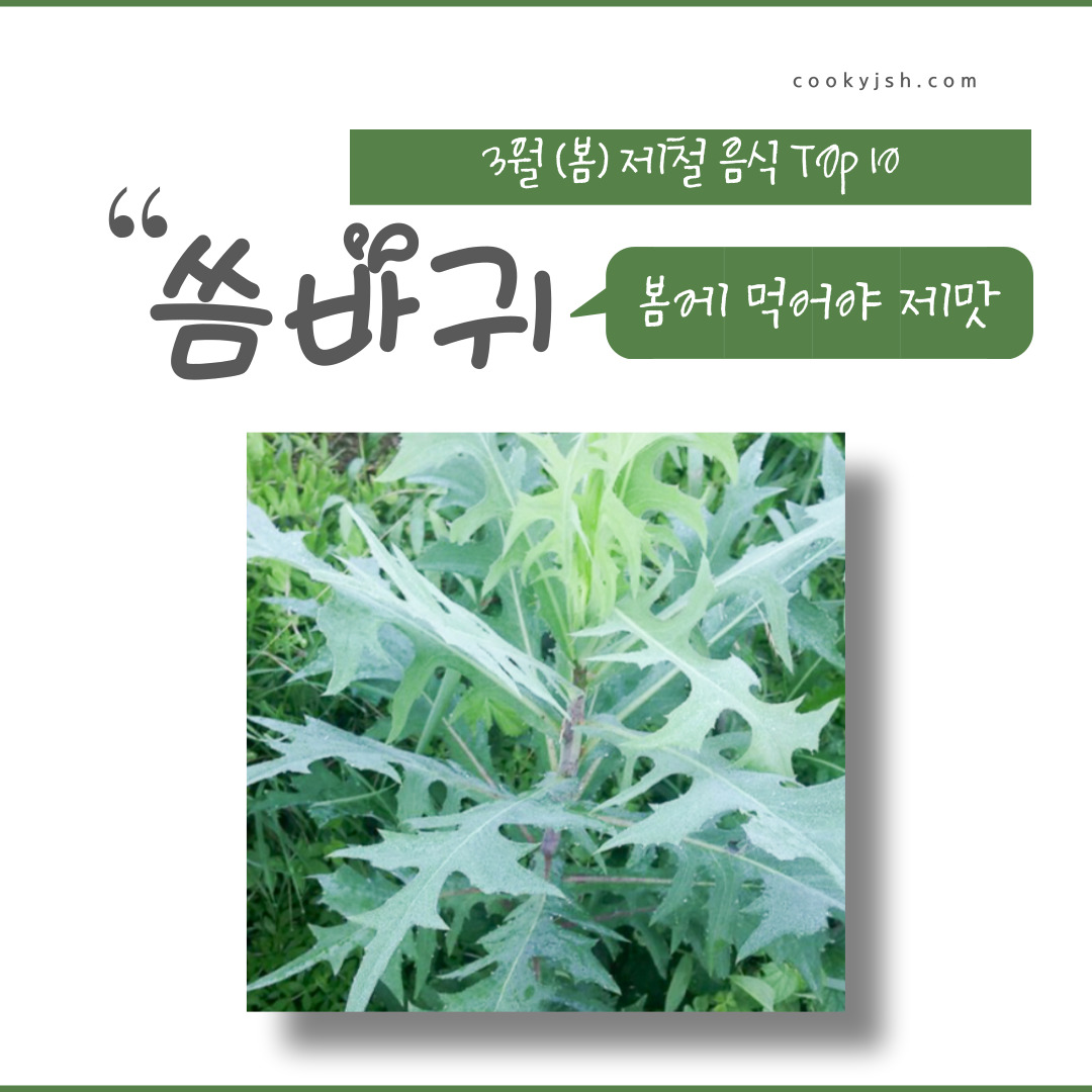 3월에 먹으면 좋은 제철 음식(봄철 음식) - 씀바귀편 (효능, 씀바귀가 들어가는 음식)