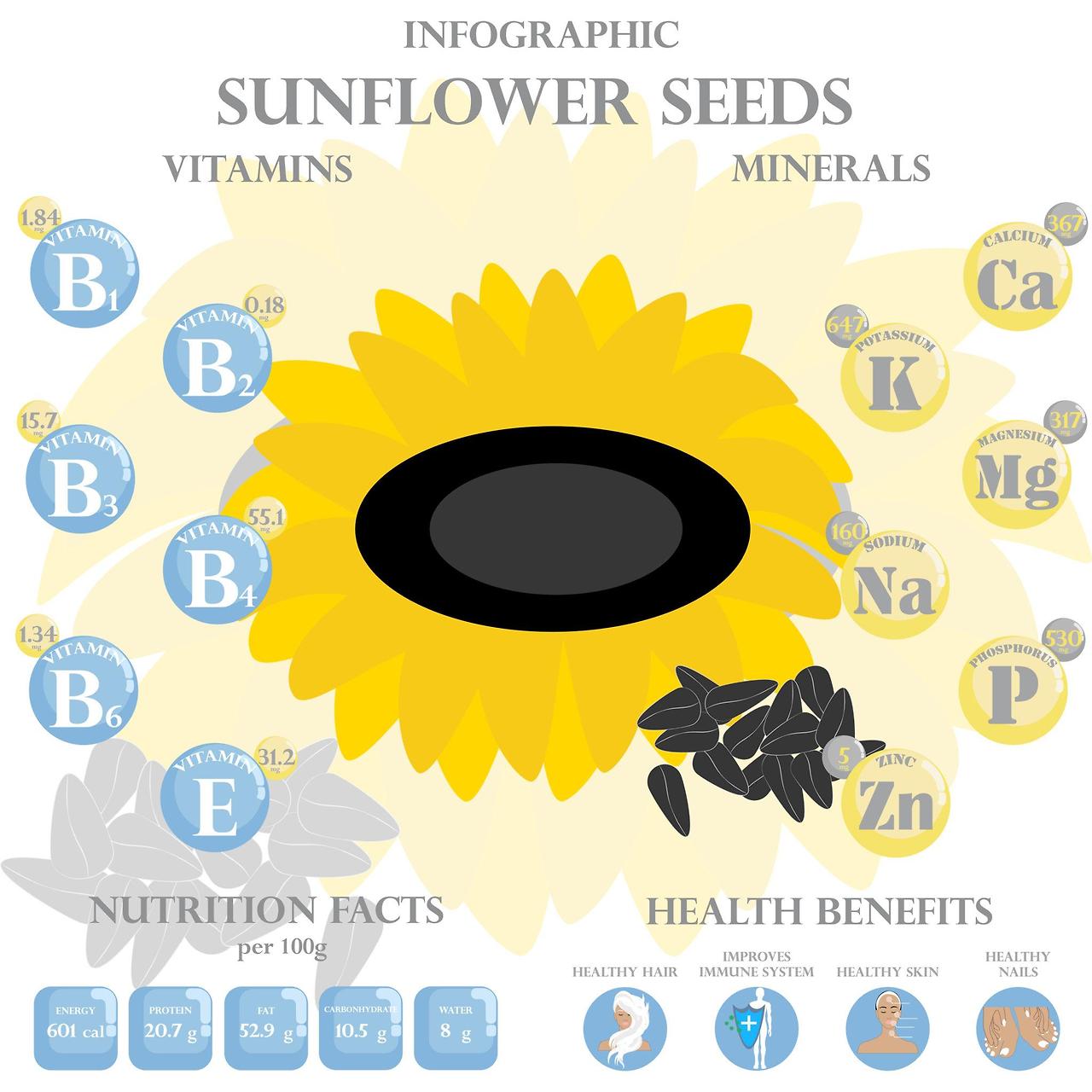 해바라기 씨 효능 주요 영양소