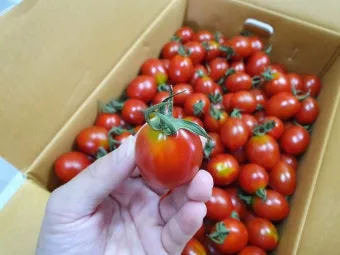 2주 이상 방울토마토 보관 시 꿀팁 오래 보관_7